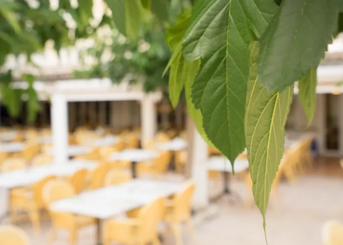 Houm Nets - Adults Only